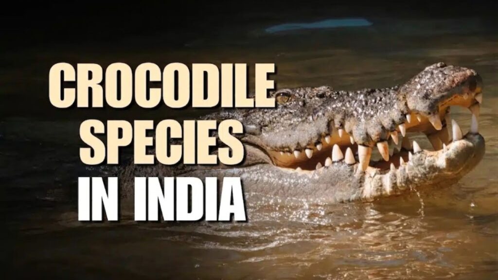 crocodile